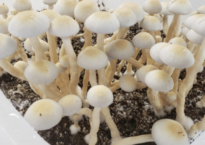 LSD And Psilocybin Could Be Powerful Treatments For Pain—Without Opioids’ Dwindling Effects Over Time, Study Says